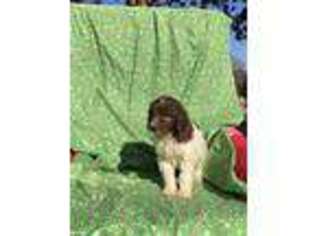 Mutt Puppy for sale in Batesville, MS, USA