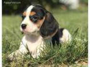 Cavalier King Charles Spaniel Puppy for sale in Moses Lake, WA, USA