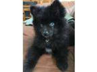 Mutt Puppy for sale in Merrick, NY, USA