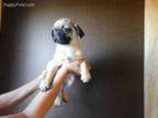 Pug Puppy for sale in Watts, OK, USA