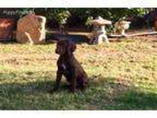 German Shorthaired Pointer Puppy for sale in Agoura Hills, CA, USA