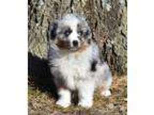 Australian Shepherd Puppy for sale in Gardner, KS, USA