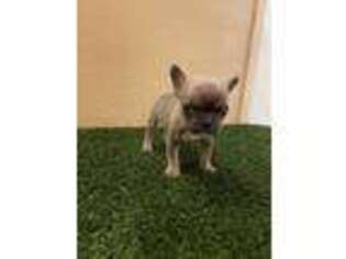 French Bulldog Puppy for sale in ATWATER, CA, USA