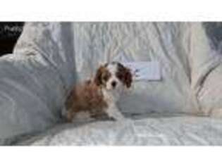 Cavalier King Charles Spaniel Puppy for sale in Stanley, WI, USA