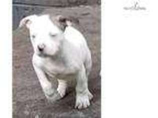 American Bulldog Puppy for sale in South Bend, IN, USA