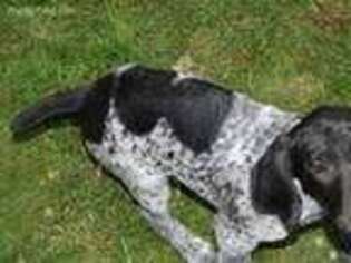 German Shorthaired Pointer Puppy for sale in Forest Grove, OR, USA