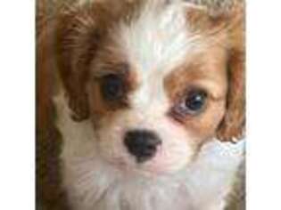 Cavalier King Charles Spaniel Puppy for sale in Toledo, OH, USA