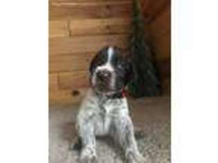 German Wirehaired Pointer Puppy for sale in Virginia, NE, USA