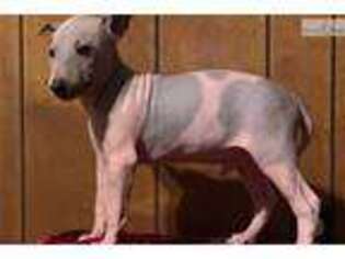 American Hairless Terrier Puppy for sale in Columbia, MO, USA