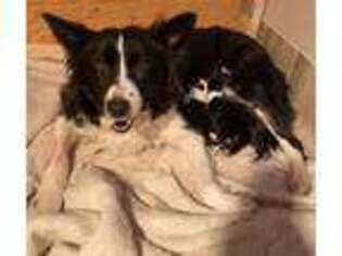 Border Collie Puppy for sale in OAKVILLE, CT, USA