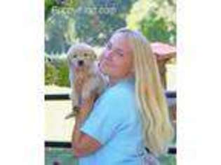 Golden Retriever Puppy for sale in Elverson, PA, USA