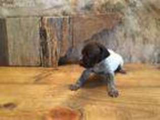 German Shorthaired Pointer Puppy for sale in Cordova, TN, USA