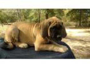 Mastiff Puppy for sale in Warren, TX, USA