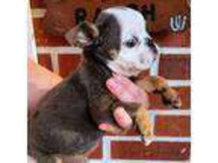 Bulldog Puppy for sale in Lake Butler, FL, USA