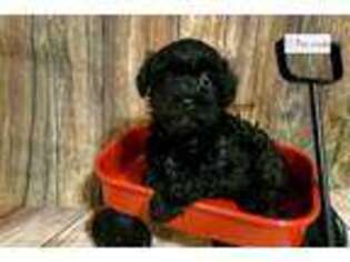 Schnoodle (Standard) Puppy for sale in Fayetteville, AR, USA