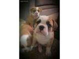 Olde English Bulldogge Puppy for sale in Lead, SD, USA