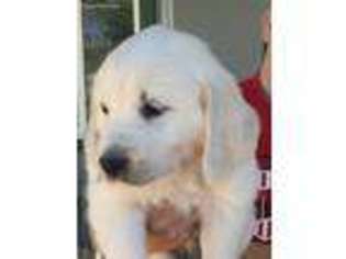 Golden Retriever Puppy for sale in Windsor, CO, USA