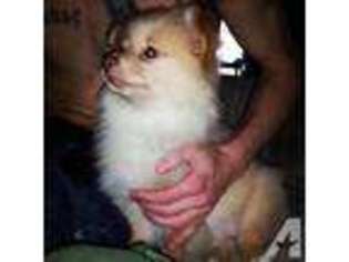 Pomeranian Puppy for sale in MUNCIE, IN, USA