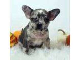 French Bulldog Puppy for sale in Canton, OH, USA