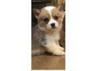 Pembroke Welsh Corgi Puppy for sale in Terrell, TX, USA