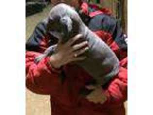 Great Dane Puppy for sale in New Albany, MS, USA