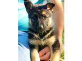 German Shepherd Dog Puppy for sale in Duchesne, UT, USA