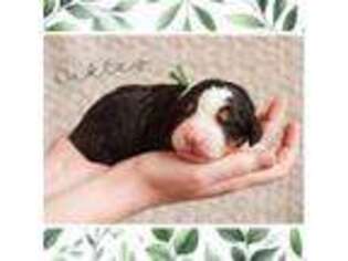 Bernese Mountain Dog Puppy for sale in Stevens Point, WI, USA