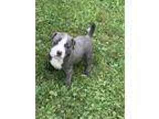 Mutt Puppy for sale in Barton, NY, USA