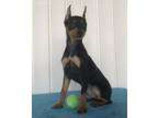Miniature Pinscher Puppy for sale in Topeka, IN, USA