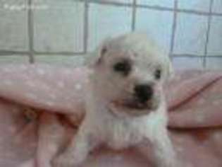 Bichon Frise Puppy for sale in Gentry, AR, USA