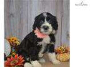 Portuguese Water Dog Puppy for sale in Youngstown, OH, USA
