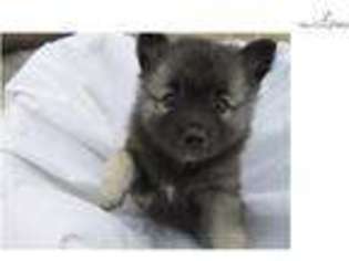 Keeshond Puppy for sale in Modesto, CA, USA
