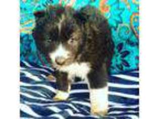 Siberian Husky Puppy for sale in Hickory, NC, USA