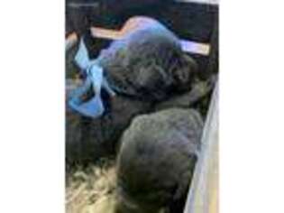 Labrador Retriever Puppy for sale in La Jara, CO, USA