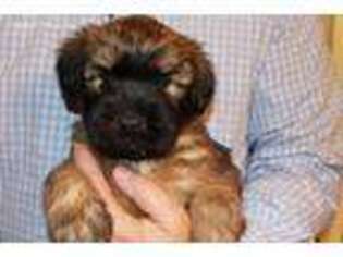Soft Coated Wheaten Terrier Puppy for sale in Sumter, SC, USA