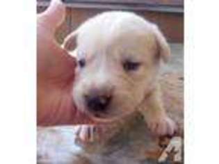 Labrador Retriever Puppy for sale in PLAINVIEW, TX, USA