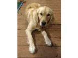 Golden Retriever Puppy for sale in Waldport, OR, USA