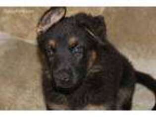 German Shepherd Dog Puppy for sale in Montague, NJ, USA