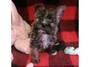 Cairn Terrier Puppy for sale in South Paris, ME, USA
