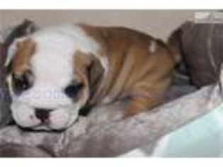 Bulldog Puppy for sale in Champaign, IL, USA