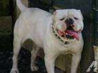 American Bulldog Puppy for sale in GRANITE FALLS, WA, USA