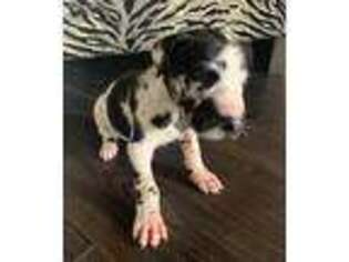Great Dane Puppy for sale in Laurel, MS, USA