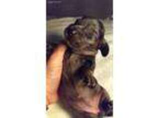 Dachshund Puppy for sale in Sacramento, CA, USA