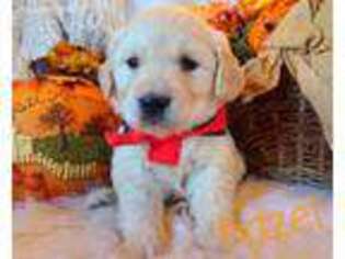 Golden Retriever Puppy for sale in Marshfield, MO, USA