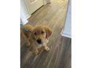 Golden Retriever Puppy for sale in South Mills, NC, USA