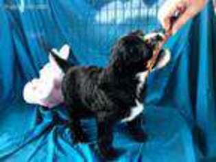 Goldendoodle Puppy for sale in Burr Oak, MI, USA