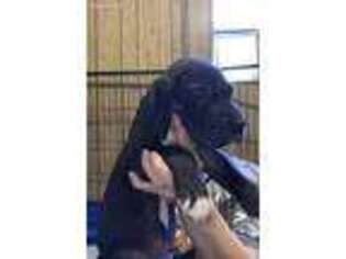 Great Dane Puppy for sale in San Saba, TX, USA