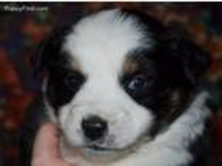 Miniature Australian Shepherd Puppy for sale in Troutman, NC, USA