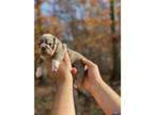 Bulldog Puppy for sale in Marlboro, NJ, USA