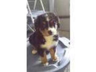 Bernese Mountain Dog Puppy for sale in Youngstown, OH, USA